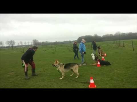 Gevorderden Cursus - Zaterdag groep - Hondenschool Kersten