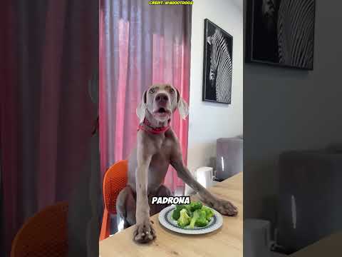 😂 Una sola frase sul fantasma ha spaventato entrambi i cani! 👻🐶