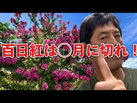 インドライラックの色あせた花は切ったほうがいいでしょうか？夏のサルスベリの剪定について知っておくべきことすべて  庭園