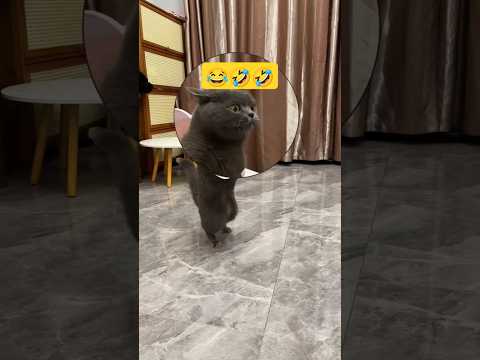 yah Kya Ho Gaya #song #love #kuldipvaghela #cat #shortvideo #funny