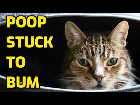 A Step-By-Step Guide To Cleaning A Cat's Dirty (Poopy) Bum
