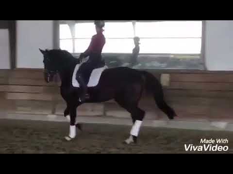 Ferrabeau 6 jähriger Wallach V: Feedback