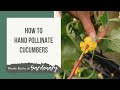 How To Hand Pollinate Cucumbers