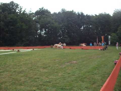 Hengstfohlen D Day AT