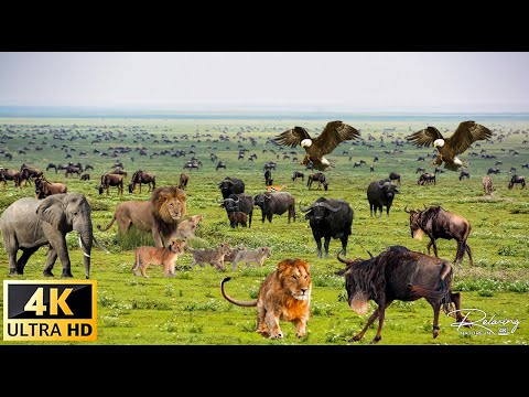 Masai Mara National Reserve Scenic Wildlife Film With African Music