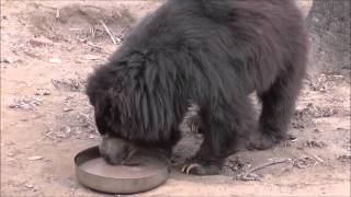 Bears enjoy fruit at rescue centre