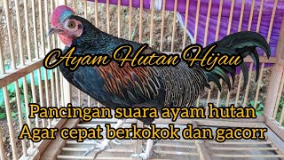 Download lagu Masteran Ayam Hutan Hijau.. Kokok nyaring dan jerniih.. the sound of green jungle fowl.. mp3
