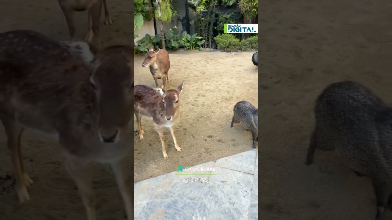 Despertador inusitado: manhã começa cercada por animais no ZooFoz