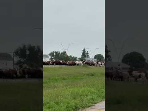 Productores cruzaron el pueblo de Fortín Olmos con más de 300 animales
