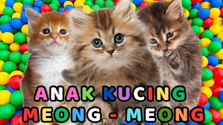 Download lagu kucing lucu - KUCING PERSIA PUTIH KUCING PERSIA LUCU #kucinglucu #cat #catlover #kucing mp3 Download lagu kucing lucu - KUCING PERSIA PUTIH KUCING PERSIA LUCU #kucinglucu #cat #catlover #kucing mp3