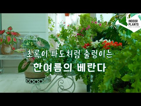 [4K] How to Care for Indoor Plants Before Traveling/ Grow Bracken in Summer