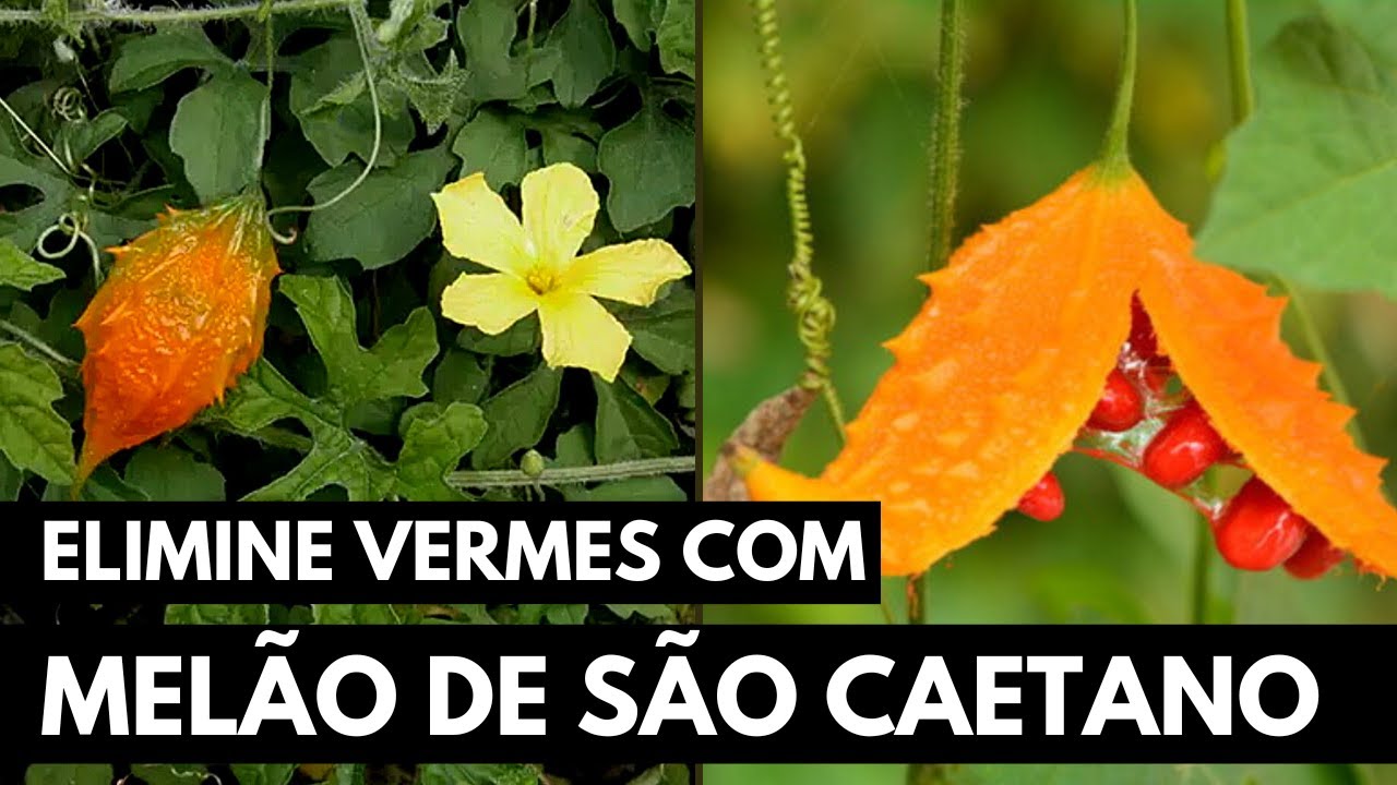 MELÃO DE SÃO CAETANO: AUXILIA NA DIABETES E FERIDAS NA PELE   #052