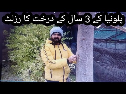 paulownia tree growth in 3 year pakistan punjab
