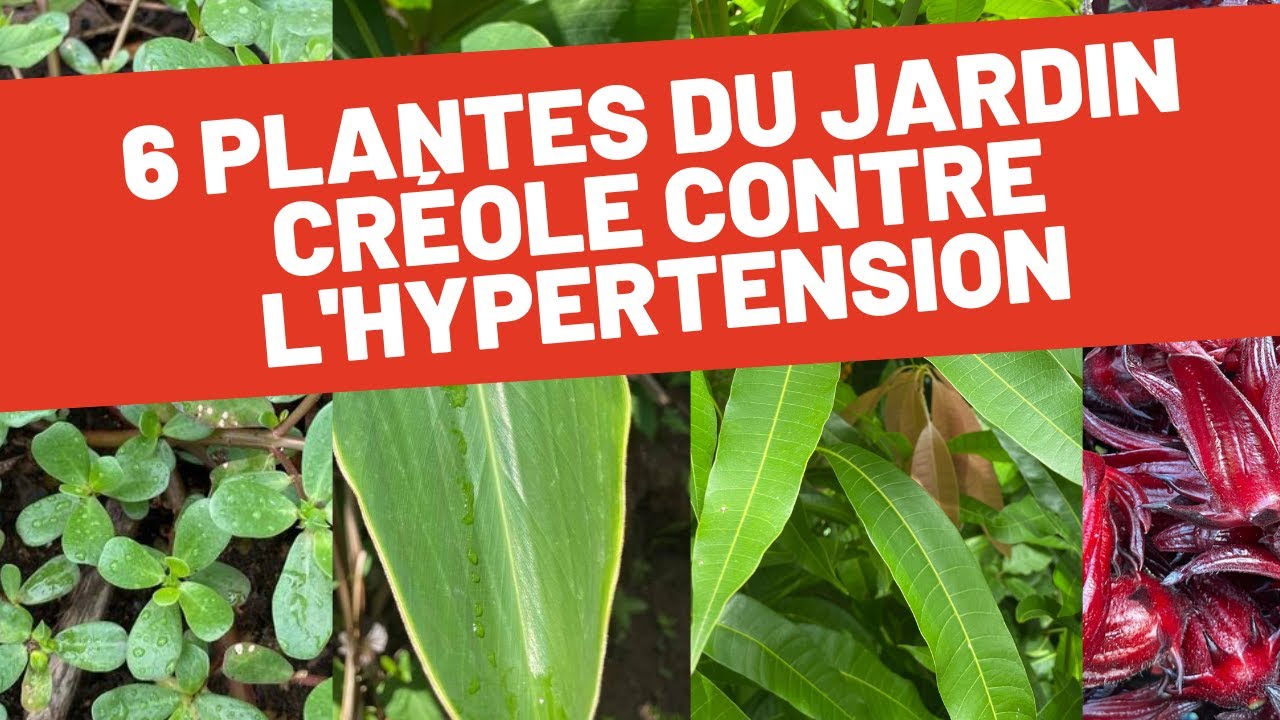 🩺6 plantes du jardin créole qui ont un impact sur l’hypertension + 1 bonus