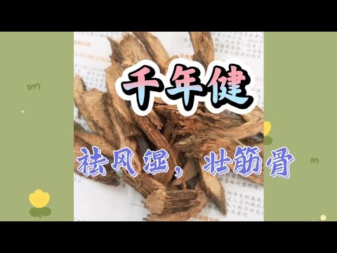 千年健，祛风寒湿，壮筋骨，用于风寒湿痹，筋骨萎软，拘挛麻木