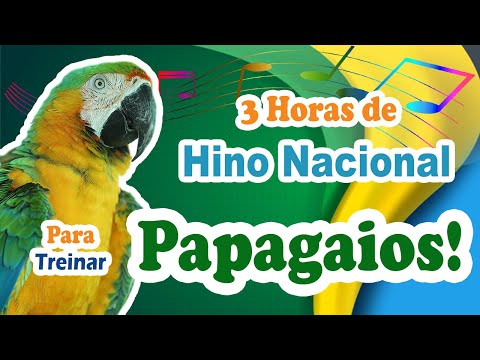 Hino Nacional Brasil para ensinar papagaio (3 HORAS) - Treinamento de pássaros - O melhor!