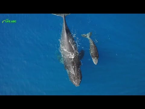 Life On PITCAIRN Island - THE MYSTERY OF THE WORLD'S MOST ISOLATED ISLAND  - Travel Document