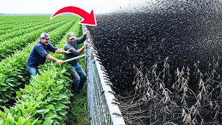 U.S Released Some Things That Devastates Soybean Farms Across The USA — U.S. Plan Comes At A Cost