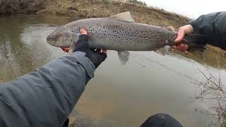 žiemos šlakis 2022 / winter seatrout