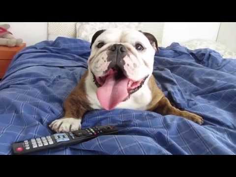 JotDog | Celebración [video]