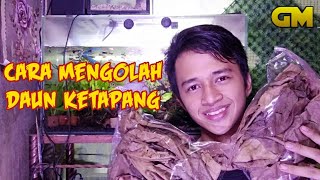 Download lagu Cara Mengolah Daun Ketapang untuk Ikan Cupang mp3