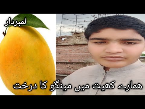 A Special Mango Tree🥭🥭🍋