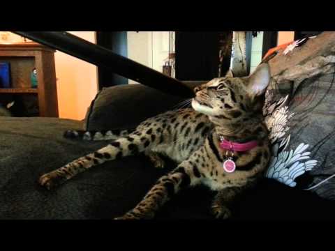 Nailah F2b Savannah Cat