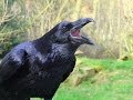 Большие черные вороны в клетке. Киев, ул.Рейтарская, 9. Crow in a cage Kiev ...