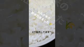シルク米　高知県産コシヒカリ　新米　精米したて、冷蔵保存、単一原料米