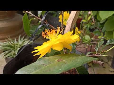 Hoa Mai Nở Trước Tết