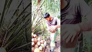 Download lagu setiap bakuyak niur tetap tatamu niur kiput#sorts #sorts #shortvideo mp3 Download lagu setiap bakuyak niur tetap tatamu niur kiput#sorts #sorts #shortvideo mp3