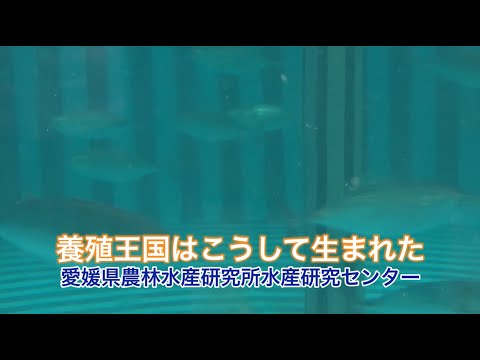 IUCN分類における絶滅の危険性を示す図。
