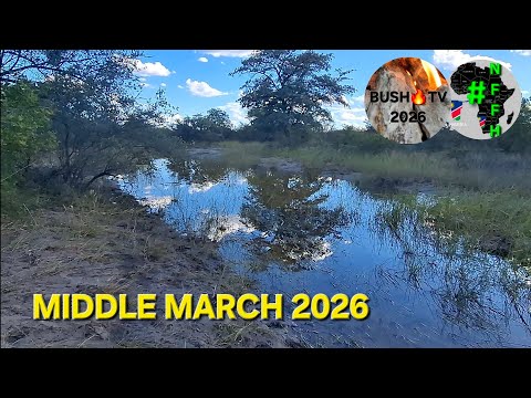 Namibian Food Forest: Mid-March 2026 Arid Permaculture Update