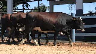 Vídeo 180 - 1ª ETAPA MEGA LIQUIDAÇÃO TOTAL AGROPECUÁRIA MARAJOARA - DIA 4 | GADO GIROLANDO E HOLANDÊS