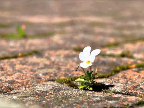 معي ومش معي كارول صقر