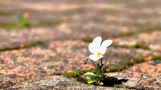 كلمات اغنية معي ومش معي كارول صقر