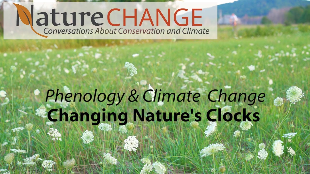 Human causes of climate change. Климат картинки для презентации. Climate change is natural. Дерево живое и мертвое. Climate change is natural.