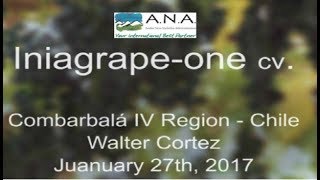 Iniagrape-One cv. Bauzá - Combarbalá Chile - 2017 01 27
