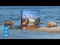 Kosmos Familienspiel Cascadia – Im Herzen der Natur