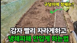 감자 순 빨리 나오게 하고 냉해피해 없게 심는방법!  #감자심는방법 #potato  #감자냉해피해없게심는방법…