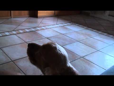 LILLI E IL  TG (HD )