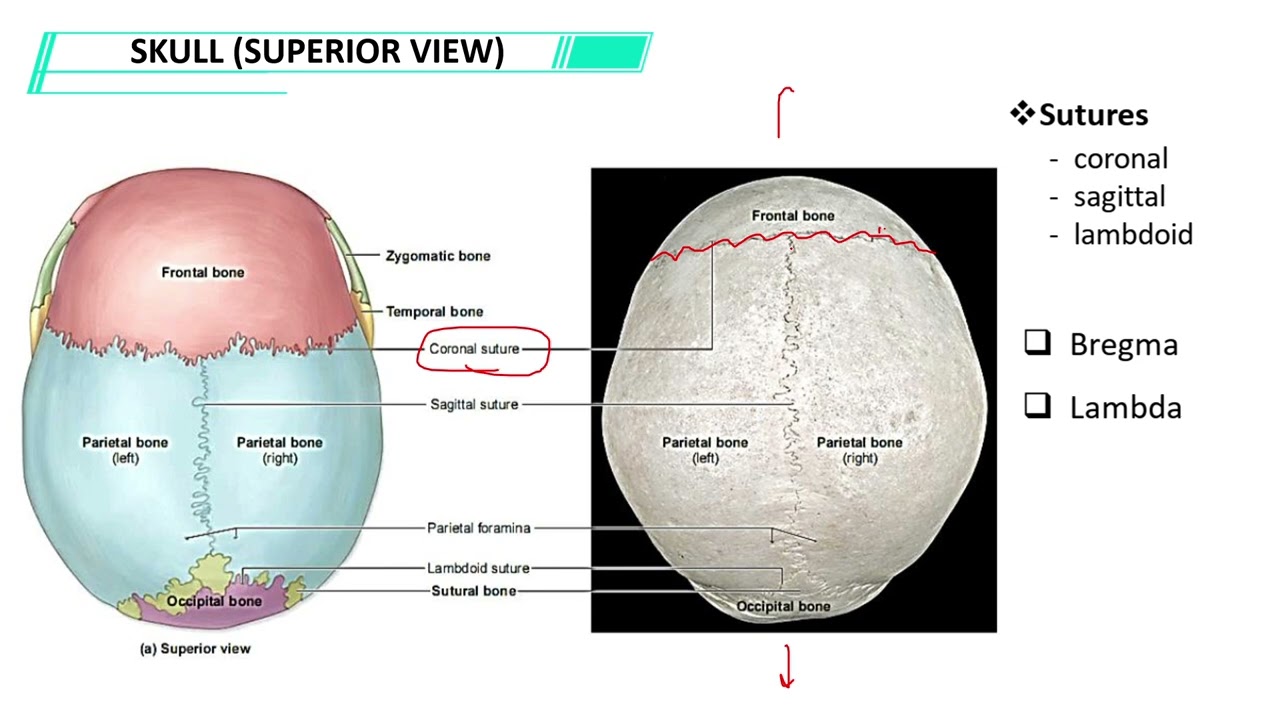 SJ Skeletal system I BMS inter LAB