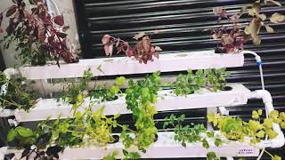 Grow 60+ Plants in your Home ll Urban kissan Home Kit
