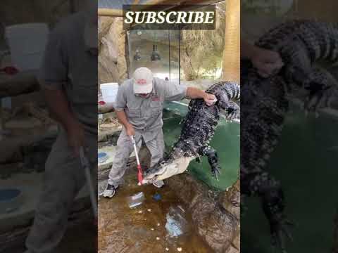 🐊🐊 CROCODILE ESCAPE THE ZOO 🐊🐊 MUST WATCH AND SUBSCRIBE #SHORT #SHORTVIDEO