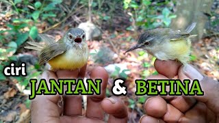 Download lagu CIRI CIRI CIBLEK TEBU/CIBLEK MEONG JANTAN DAN BETINA mp3