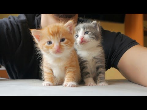 Four Little Warriors Love To Cuddle | Newborn Kittens Raised By Human