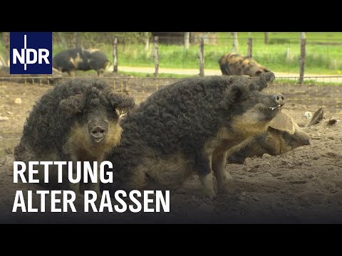 Tierpark Arche Warder: Die Rettung der Nutztiere | Die Nordreportage | NDR Doku