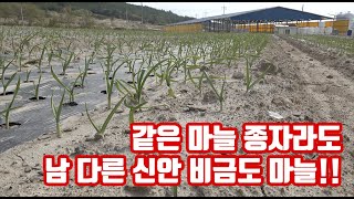 같은 홍산마늘이라도 남 다른 재배로 저장성이 뛰어난 지역과 농부가 있다!!!