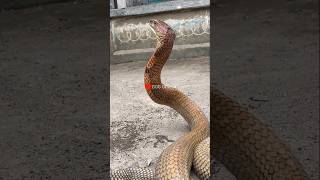 Download lagu Monster ular tedung selar merah #shortvideo #ular #youtubeshorts #ularcobra #kingcobra #ularpython mp3