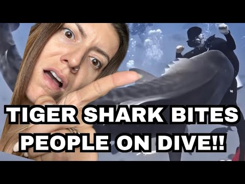 TIGER SHARK BITING DIVERS ON SCUBA DIVE